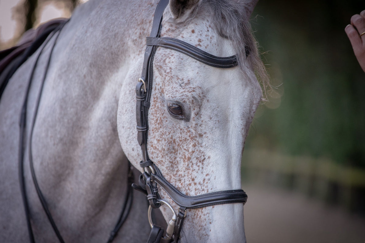 HENRY equestrian - Jump'In - Χαλινάρι New-York μαύρο